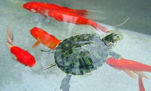 乌龟和金鱼可以在一个鱼缸里吗