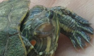 乌龟眼睛睁不开有白膜能自愈吗