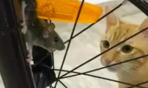老鼠贪玩被卡在车轮上，还引来三只猫咪围观，运气也真是太不好了