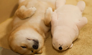一只柴犬，爱和自己的北极熊玩具睡觉，蠢萌的气息扑鼻而来