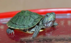 小巴西龟为什么突然死了