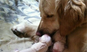小狗品相取决于父亲还是母亲