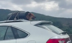 过完年要返程回去了，主人将狗用绳子拴在了车顶上，狗：屁股好冷