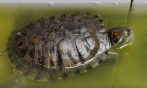 龟的寿命最长多少年
