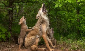 小狼崽帮妈妈挠背，它意外抓到痒痒肉，狼妈仰头嚎叫：好爽！