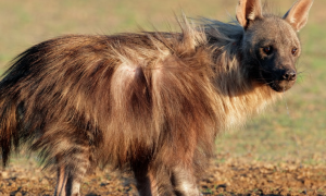 棕鬣狗为什么这么厉害