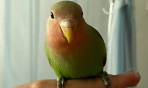 绿桃鹦鹉一个月可以吃鸟食吗