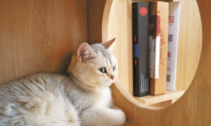边读书边撸猫是什么体验？新华书店首家宠物主题书店亮相京城