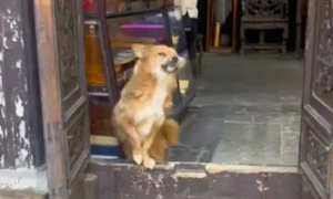 狗狗坐在商店门口，喜笑颜开还摆爪子摇尾巴，真会揽客呀！