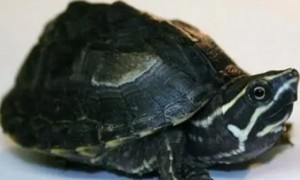 密西西比麝香龟的图片成体多大