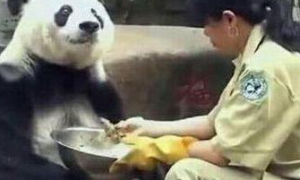 大熊猫明明战斗力很强，但是为什么一直看到的都是萌萌的？