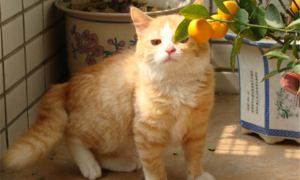 黄白猫咪是什么品种