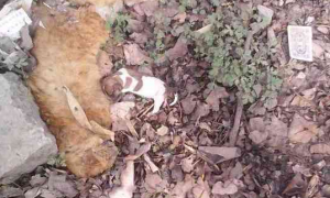 流浪狗妈妈饿死荒野，被发现时两只崽子还趴在妈妈身边！