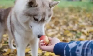 桃子狗狗能吃吗