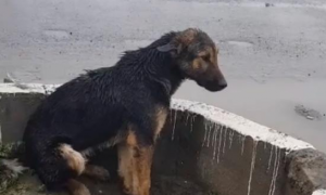 狗被车撞后爬到路边，坐在污水坑里一动不动，无助茫然不知怎么办