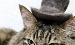 铲屎官收集猫咪掉的毛，做成一顶猫毛帽子，小猫咪瞬间变绅士