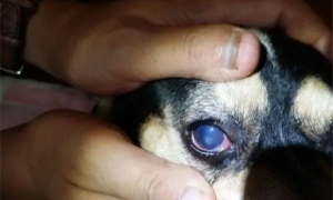 小狗眼睛被猫抓伤,眼膜能恢复吗
