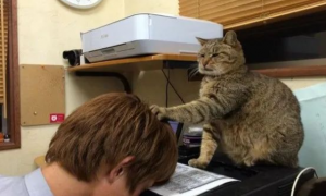 超恶劣办公环境大揭秘！猫咪职员疑似控制同事脑电波？