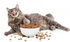 狗粮猫能吃吗?