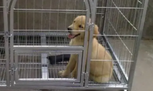 幼犬在笼子里一直叫要不要管