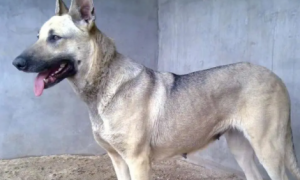 中国最常见的狼犬品种