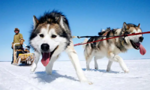 西伯利亚雪橇犬和阿拉斯加雪橇犬