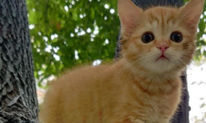 网友家的小橘猫，别人出一千块，他都没舍得卖