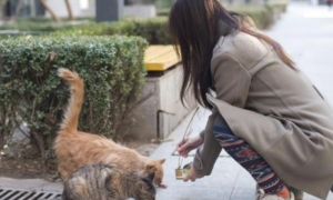 路边遇到一只流浪猫，女子好心喂养它，网友纷纷表示：赶紧抱回家