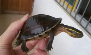 线安布闭壳龟与普通安布的区别