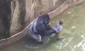 妈妈只顾修图，4岁儿子掉入兽园被猩猩救起，结果却令人心寒！
