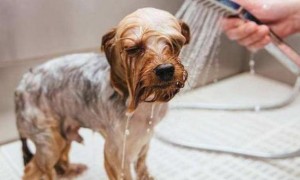 小狗多大可以洗澡