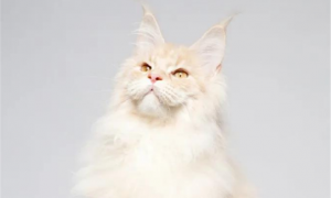 每天推荐一只哈基米~喵界‘ 霸道总裁 ’ 缅因猫