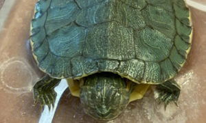 沼泽龟是国家保护动物吗