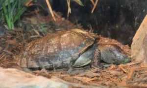 沼泽箱龟是几级保护动物