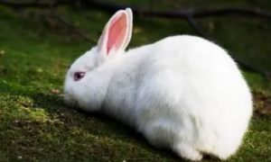佛州大白兔吃什么 兔粮牧草都是不错的选择