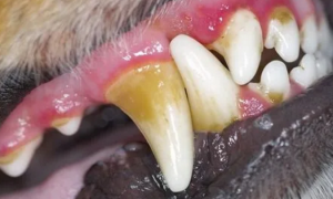 贫血狗狗的牙龈图片
