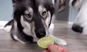 狗能吃柠檬吗