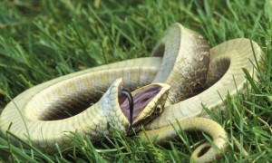 蛇的生殖器官生育器图片
