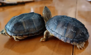 麝香龟寿命一般多少年