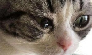 小猫流眼泪是怎么回事