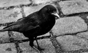 城市里黑色的鸟