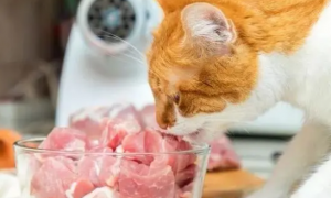 为什么不要给猫吃猪肉