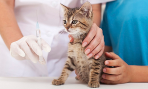 猫疫苗要打几针间隔多久