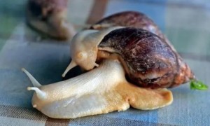蜗牛的生活习性：栖息规律