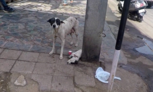 小狗奄奄一息的躺在地上，狗妈妈着急的在小狗身边，看见人就拦