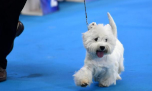 广州宠物狗大赛来袭，考验了主人与爱犬间的默契