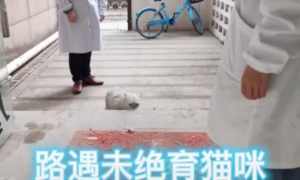 上海首辆流浪猫移动绝育车进社区，猫咪闻风丧“蛋”，网友拍手称赞！