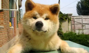 秋田犬什么样 被视为日本的国犬