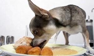 小狗狗一般吃什么食物