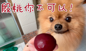 樱桃狗狗可以吃